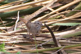 Song Sparrow