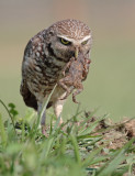 burrowing owl