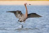 reddish egret