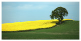 Rapeseed Field.jpg