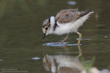 Petit gravelot - Little Ringed Plover