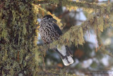 Cassenoix moucheté - Spotted Nutcracker