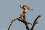 Elanion blanc - Black-shouldered Kite