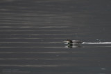 Plongeon imbrin - Great Northern Diver