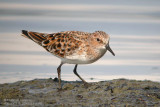 Bécasseau minute - Little Stint