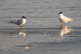 Sterne hansel - Gull-billed Tern