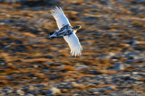 Lagopde alpin - Ptarmigan