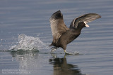 Foulque macroule - Common Coot