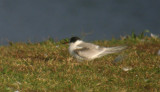 Arctic Tern, Berrien County, MI