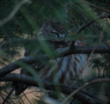 Northern Saw-Whet Owl, Berrien County, MI