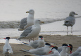 Glaucous-winged Gull, Berrien County, MI