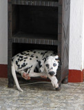 Cocoa, Ashanti's Place, Antigua