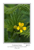 Common Avens.jpg