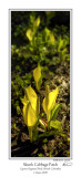Skunk Cabbage Patch.jpg