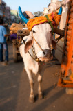 Old Delhi