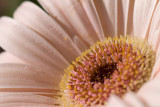 gerbera d