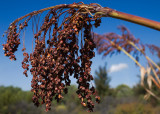 sorghum on blue