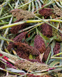 sorghum chaos