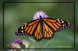 Monarque - Danaus plexippus