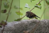 Bruant familier (Chipping Sparrow)