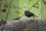 Bruant familier (Chipping Sparrow)