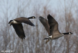 Bernache du Canada (Canada Goose)