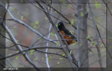 Tohi  flancs roux (Rufous-sided Towhee)