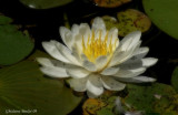 Lis d'eau