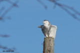 Harfang des neiges (Snowy Owl)