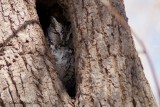 Petit-duc macul (Eastern Screech-Owl)