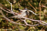 Moineau domestique (House Sparrow)