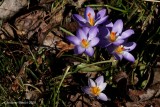 Crocus