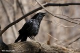 Corneille dAmrique (American Crow)