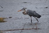 Grand Hron (Great Blue Heron)