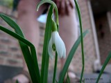 Perce-neige