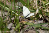 Piride des crucifres - Pieris oleracea 