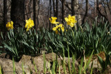 Narcisse