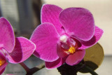 Orchidée miniature