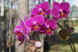Orchide miniature