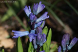 Jacinthe