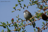 Bruant familier (Chipping Sparrow)