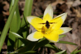 Fleur et insecte