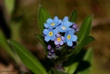 Myosotis