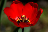 Tulipe