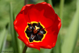 Tulipe