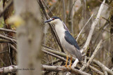 Bihoreau gris (Black-crowned Night-Heron)