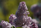 Lilas