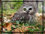 Petite Nyctale (Northern Saw-whet Owl)