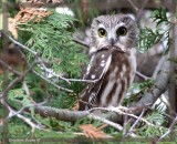 Petite Nyctale (Northern Saw-whet Owl)