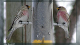 Sizerin flammé (Common Redpoll)